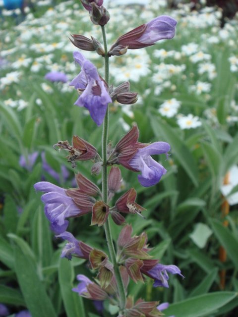 Salvia officinalis fleur P1B P19